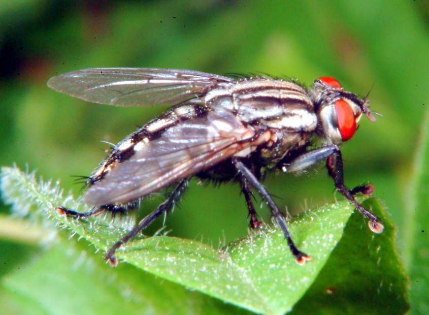 mosca